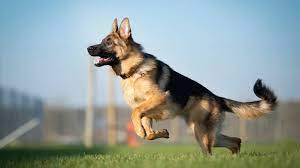 GERMAN SHEPHERD is the easiest dog to train