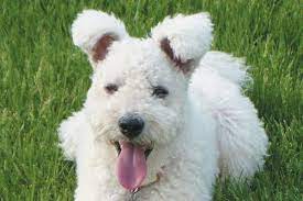 PUMI is the easiet dog to train