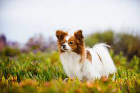 PAPILLON is the easiet dog to train