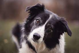 COLLIE