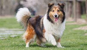 SHETLAND SHEEPDOG