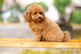 POODLE is the easiet dog to train