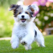 HAVANESE