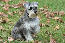 MINIATURE SCHNAUZER