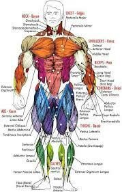 What Is The Easiest Muscle To Build? - JustEasiest