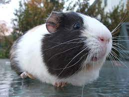 Guinea pigs is the easiet pet totake care of