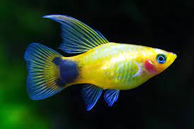 What Is the Easiest Fish to Take Care Of?