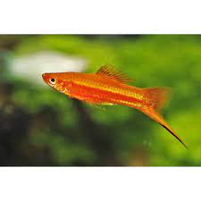 What Is The Easiest Fish To Take Care Of?