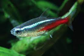 What Is The Easiest Fish To Take Care Of?