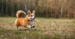 What Is The Easiest Dog Breed To Train?