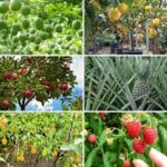 What Is The Easiest Fruit To Grow