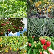 EASIEST FRUIT TO GROW IN NC intelligence overview