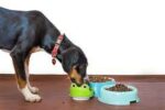 What Is The Easiest Protein For Dogs To Digest?
