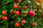 what is the easiest fruit tree to grow