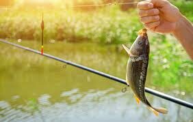 What Is The Easiest Fish To Catch? - JustEasiest